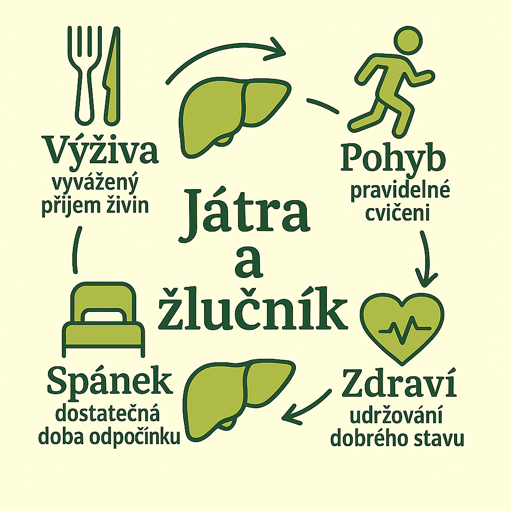 Játra a žlučník